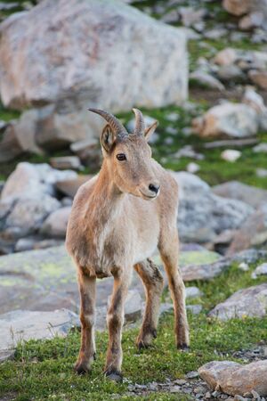 Caucasian Kuban tour. Genus of mountain goats. Still it is called by the Caucasian mountain goat, the Caucasian tour. の写真素材