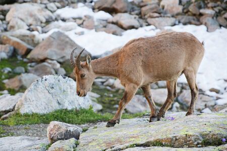 Caucasian Kuban tour. Genus of mountain goats. Still it is called by the Caucasian mountain goat, the Caucasian tour. の写真素材