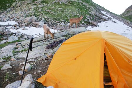 Caucasian Kuban tour. Genus of mountain goats. Still it is called by the Caucasian mountain goat, the Caucasian tour. の写真素材