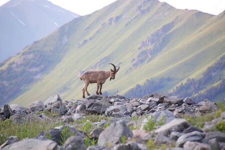 Caucasian Kuban tour. Genus of mountain goats. Still it is called by the Caucasian mountain goat, the Caucasian tour.の写真素材