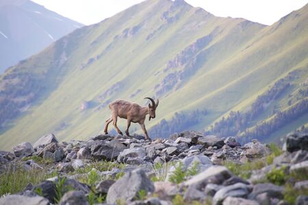 Caucasian Kuban tour. Genus of mountain goats. Still it is called by the Caucasian mountain goat, the Caucasian tour.の写真素材