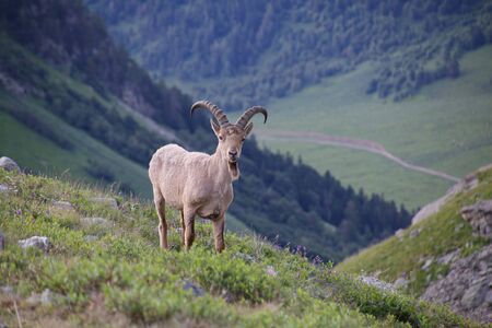 Caucasian Kuban tour. Genus of mountain goats. Still it is called by the Caucasian mountain goat, the Caucasian tour. の写真素材