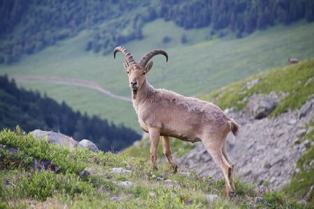 Caucasian Kuban tour. Genus of mountain goats. Still it is called by the Caucasian mountain goat, the Caucasian tour. の写真素材
