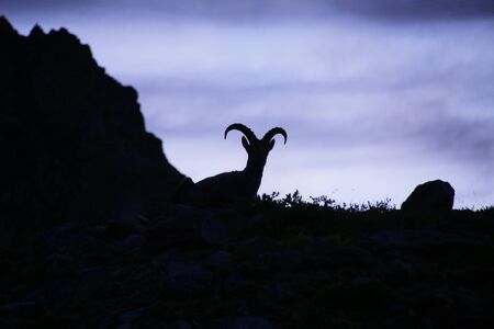 Caucasian Kuban tour. Genus of mountain goats. Still it is called by the Caucasian mountain goat, the Caucasian tour. の写真素材