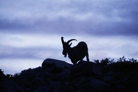 Caucasian Kuban tour. Genus of mountain goats. Still it is called by the Caucasian mountain goat, the Caucasian tour. の写真素材