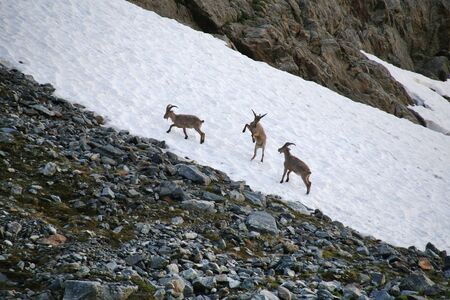 Caucasian Kuban tour. Genus of mountain goats. Still it is called by the Caucasian mountain goat, the Caucasian tour. の写真素材
