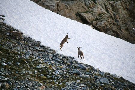 Caucasian Kuban tour. Genus of mountain goats. Still it is called by the Caucasian mountain goat, the Caucasian tour. の写真素材