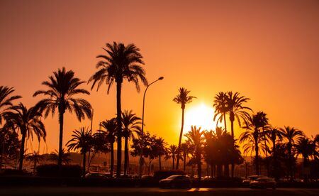 silhouetteof  tropical sea beach with beautiful palms on sunsetの写真素材