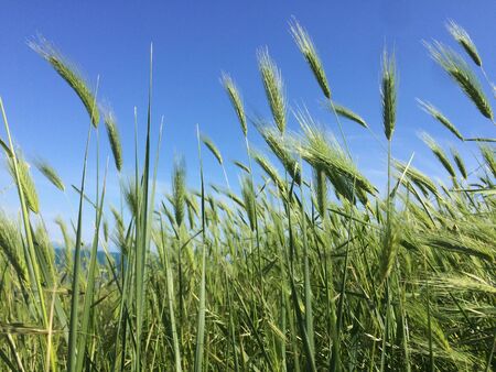 vibrant green ears of grass in the meadow. Close-up.の写真素材