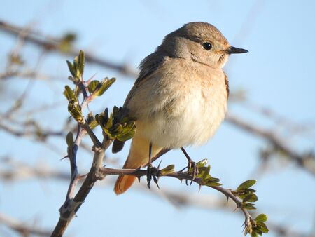 photo of a living wild bird in nature sitting on a branch.