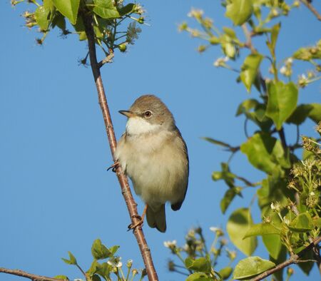 photo of a living wild bird in nature sitting on a branch.の写真素材