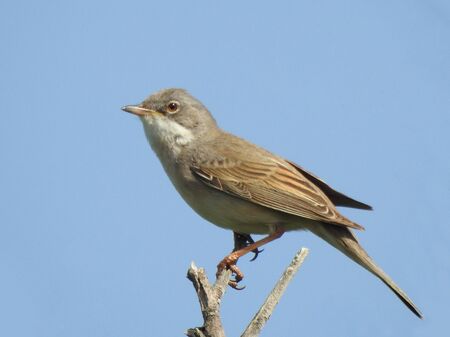 photo of a living wild bird in nature sitting on a branch.の写真素材