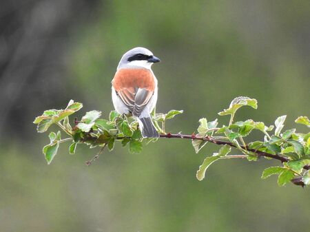 photo of a living wild bird in nature sitting on a branch.の写真素材