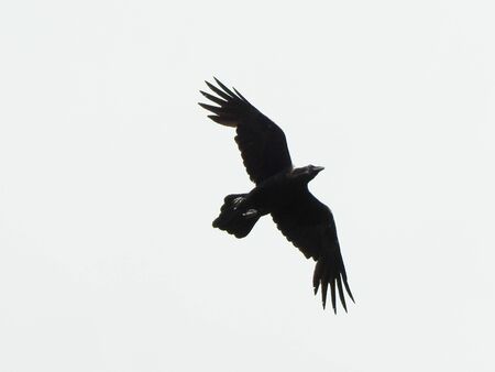photo of a living wild bird in nature flying in sky.の写真素材
