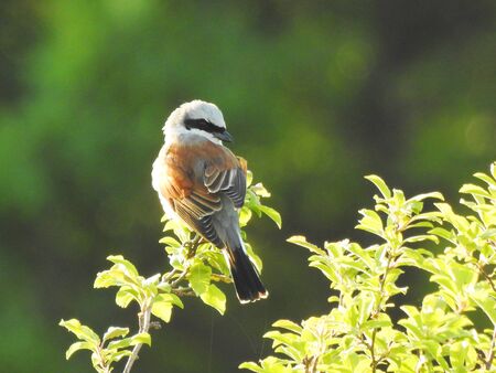 photo of a living wild bird in nature sitting on a branch.の写真素材