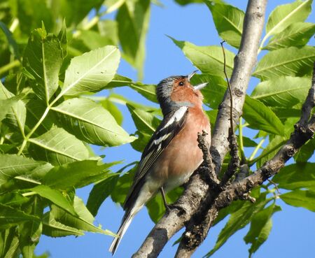 photo of a living wild bird in nature sitting on a branch.の写真素材