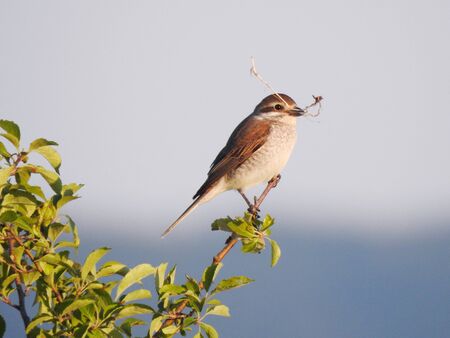 photo of a living wild bird in nature sitting on a branch.の写真素材