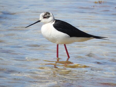 photo of a living wild bird in naturewalking on water.の写真素材