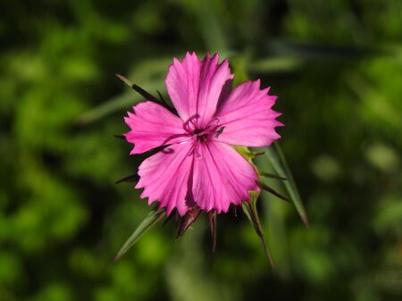 Beautiful meadow flowers close-up. Inflorescence camation.の写真素材