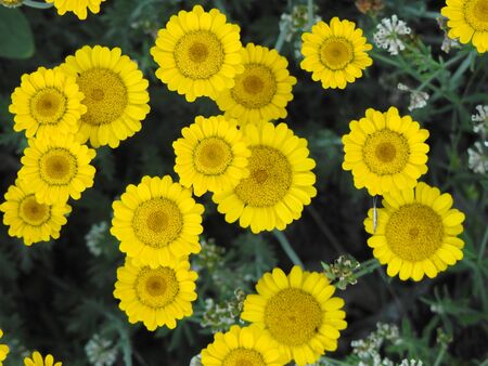 Beautiful meadow flowers close-up. Inflorescenceの写真素材