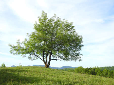 Beautiful view of a green tree in a field in natureの写真素材