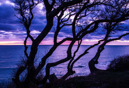beautiful photo of a silhouette of trees on the seashore at sunsetの写真素材