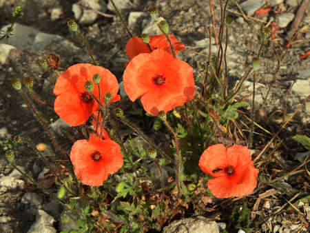 Beautiful meadow flowers close-up. Inflorescence poppy.の写真素材