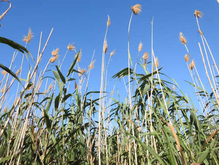 view of tall wild grass against the skyの写真素材