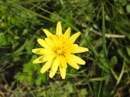 Beautiful meadow flowers close-up. Inflorescenceの写真素材