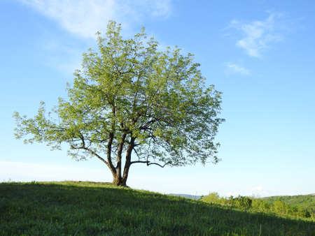 Beautiful view of a green tree in a field in natureの写真素材