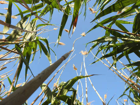 view of tall wild grass against the skyの写真素材