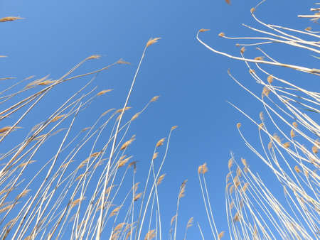 view of tall wild grass against the skyの写真素材