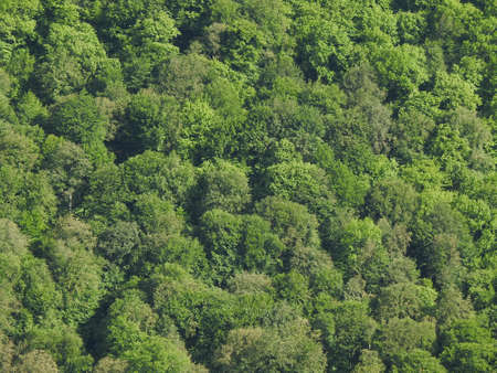 Beautiful view of green wild forest in natureの写真素材