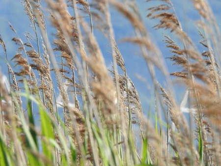 view of tall wild grass against the skyの写真素材