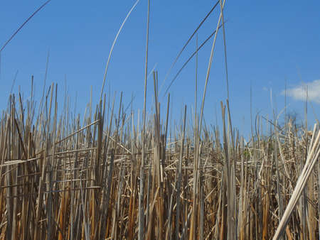 view of tall wild grass against the skyの写真素材