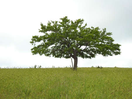 Beautiful view of a green tree in a field in natureの写真素材