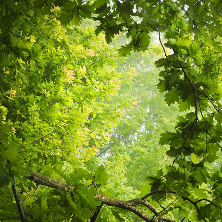 Beautiful view of green wild forest in natureの写真素材