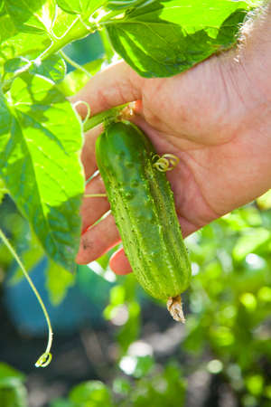 harvest green cucumbers hands in greenhouseの写真素材