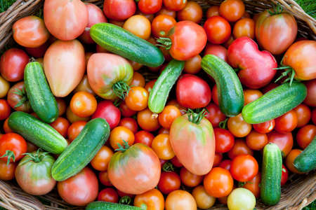 Basket trug containing freshly harvested tomatoes and cucumbersの写真素材