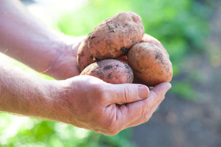 batch of fresh potatoes in the hands of male farmerの写真素材