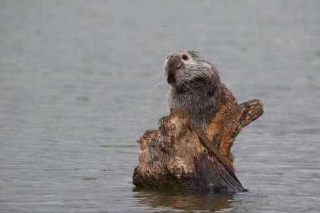 photograph of a muskrat on a lake in the wild.