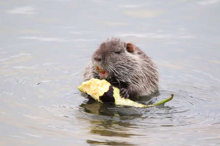 photograph of a muskrat on a lake in the wild.の写真素材