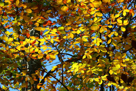 Beautiful colors of autumn foliage on treesの写真素材