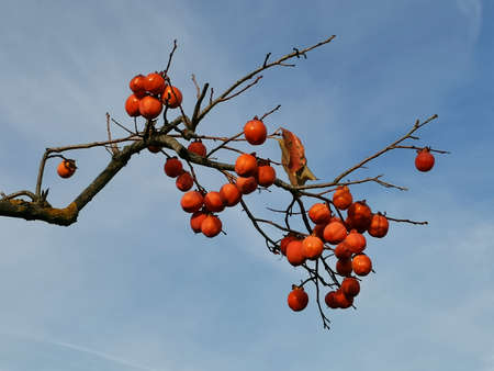 Beautiful branch with fruits of red persimmon on the background of the skyの写真素材