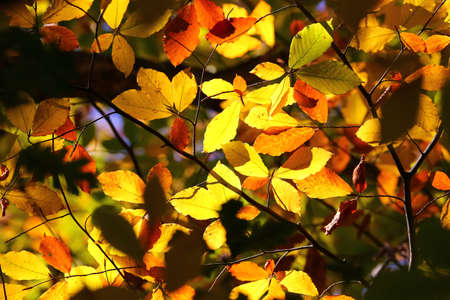 Beautiful colors of autumn foliage on trees