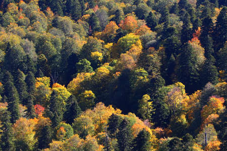 Beautiful landscape of autumn forest covering low mountainsの写真素材