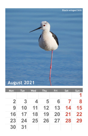 photo Black-winged Stilt bird on the calendar 2021. August.の写真素材