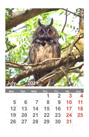 photo Long-eared Ow bird on the calendar 2021. Julyl.の写真素材