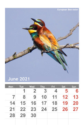 photo European Bee-eater bird on the calendar 2021. June.の写真素材