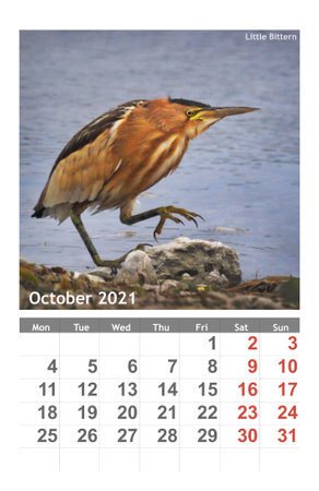 photo Little Bittern bird on the calendar 2021. October.の写真素材